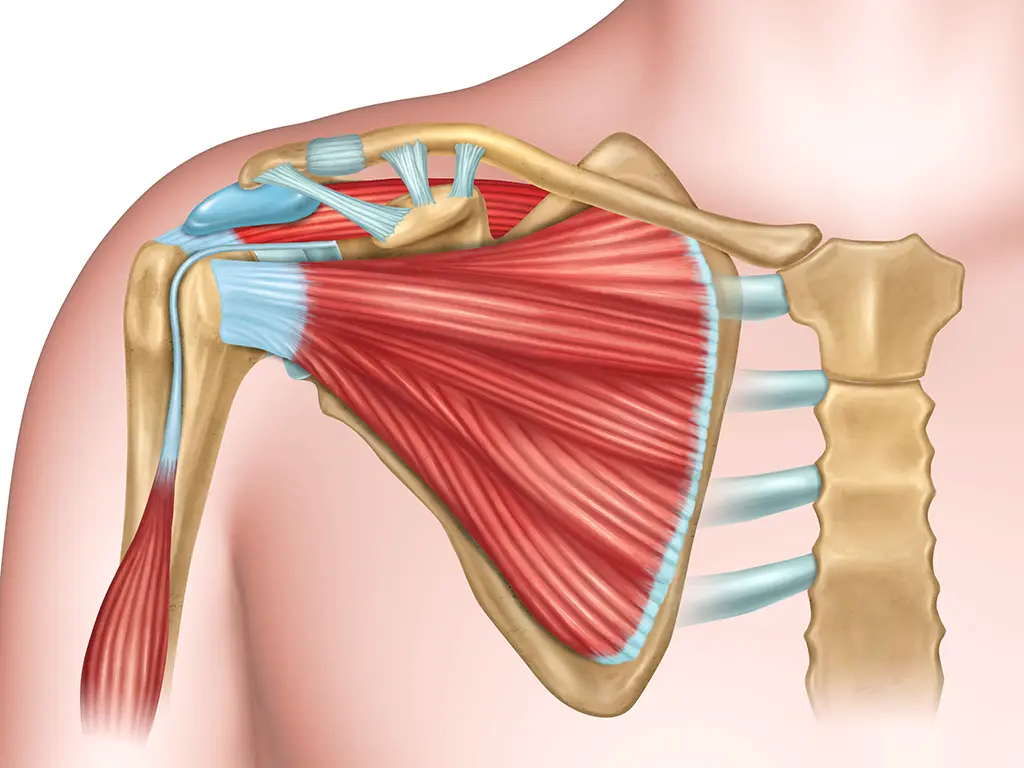 Arthroskopie Schulter Knie Stuttgart SchulteroOperation Knieoperation